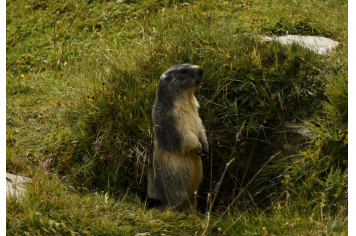 Faune - Marmottes ©J.Alran