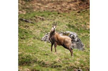 Faune - Chamois ©CHATEL_L.MEYER