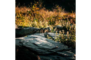 Faune - Marmottes ©CHATEL_L.MEYER